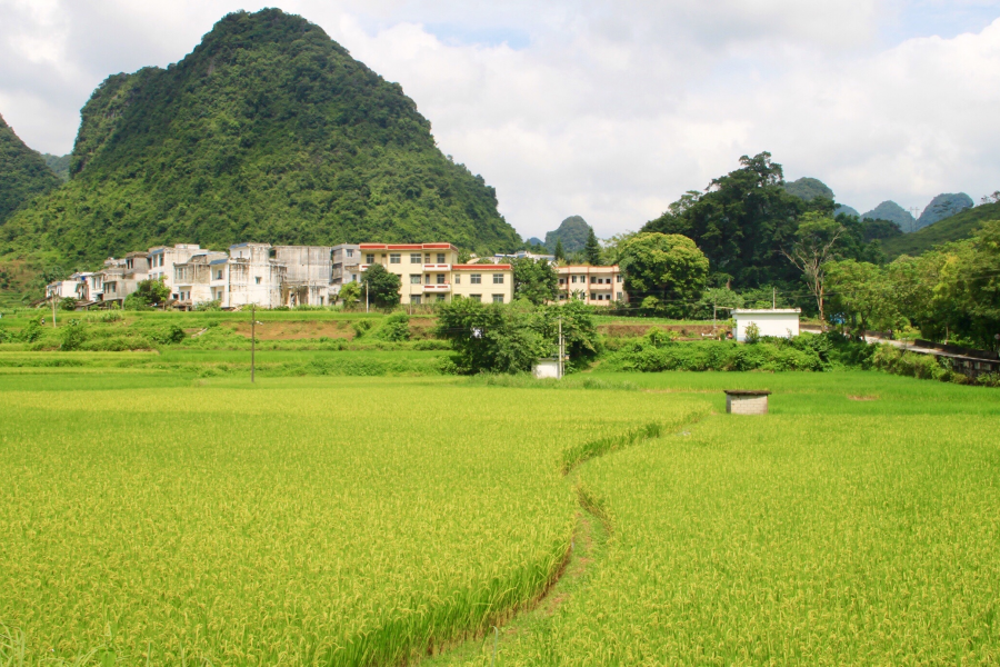 绿草碧水夏色浓，转身回眸又秋景。 - 靖西市·靖西网