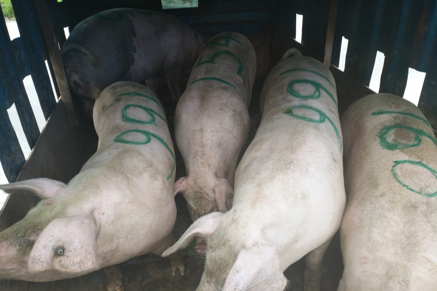 正宗本地农村散养土猪肉 - 靖西市·靖西网