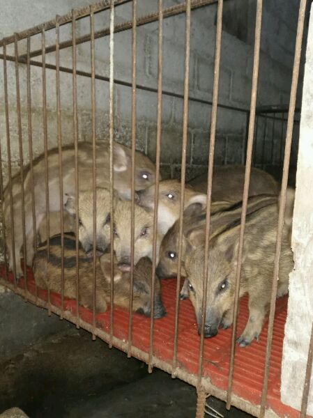 德保上半年接待游客82.5万 旅游收入6.35亿，靖西接待游客逾300万人收入多少个亿？ - 靖西市·靖西网