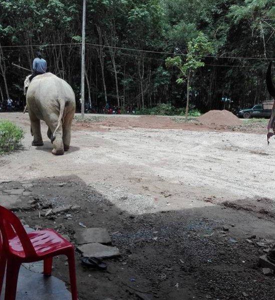 泰国一象主人遇难 大象挣脱缰绳在灵柩前流泪跪拜 - 靖西市·靖西网