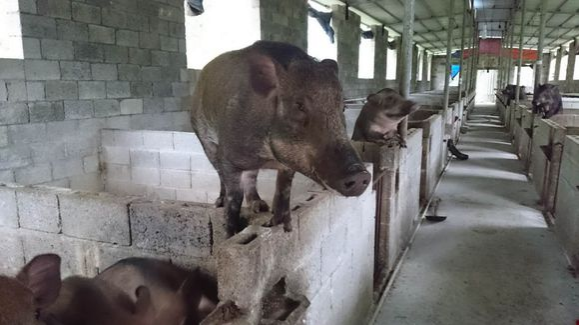 德保上半年接待游客82.5万 旅游收入6.35亿，靖西接待游客逾300万人收入多少个亿？ - 靖西市·靖西网