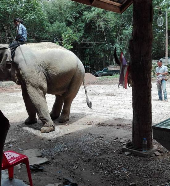 泰国一象主人遇难 大象挣脱缰绳在灵柩前流泪跪拜 - 靖西市·靖西网