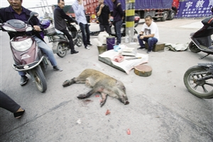 正宗本地农村散养土猪肉 - 靖西市·靖西网