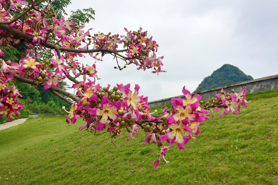 巴西木棉花 - 靖西市·靖西网