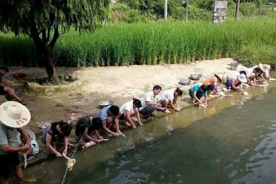 刷爆靖西朋友圈的‘杀鸭节’ - 靖西市·靖西网