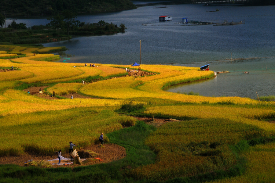 稻香飘过朋怀湖，靖西湖景田园诱人风光 - 靖西市·靖西网