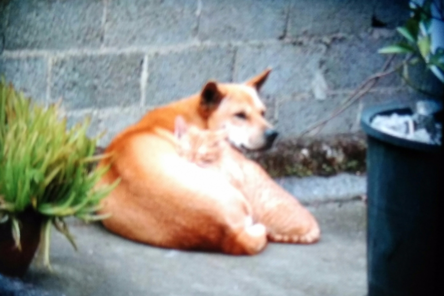 鸡朋狗友喜羊羊 - 靖西市·靖西网