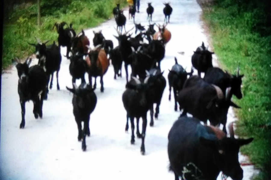 鸡朋狗友喜羊羊 - 靖西市·靖西网