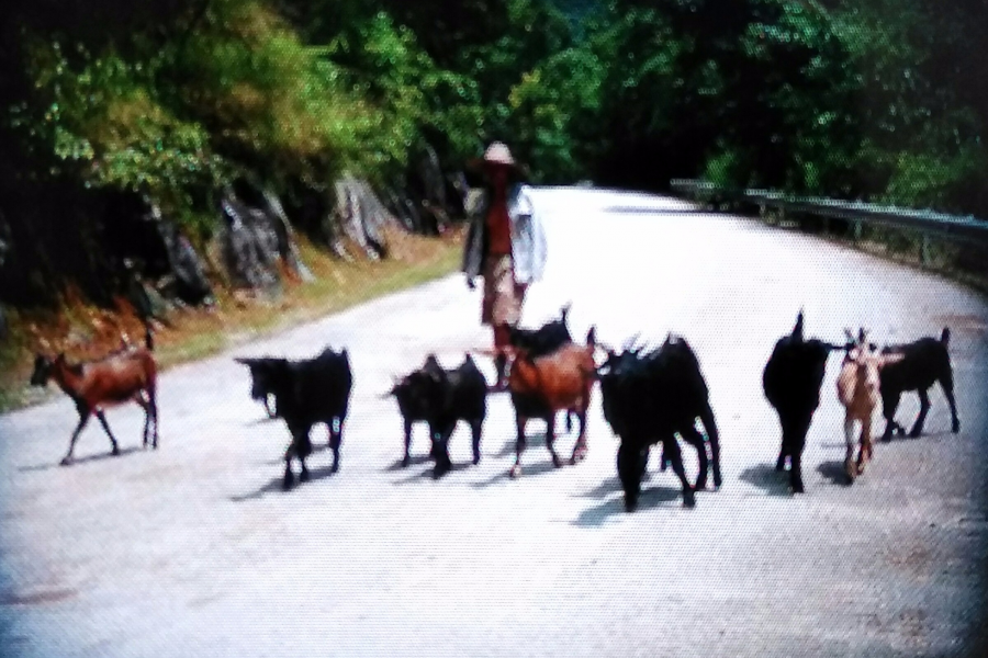 鸡朋狗友喜羊羊 - 靖西市·靖西网