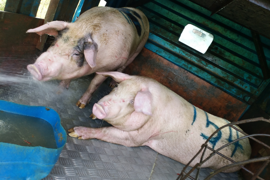 正宗本地农村散养土猪肉 - 靖西市·靖西网