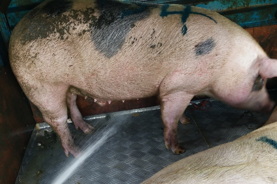 正宗本地农村散养土猪肉 - 靖西市·靖西网