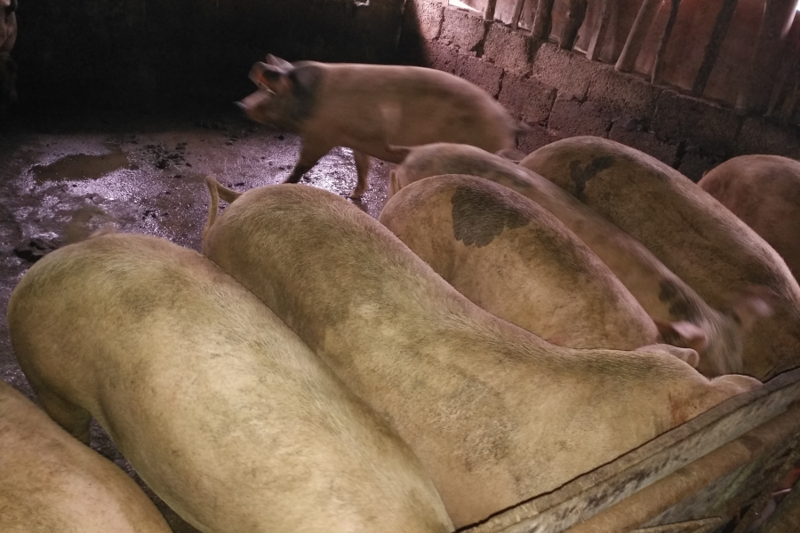 正宗本地农村散养土猪肉 - 靖西市·靖西网