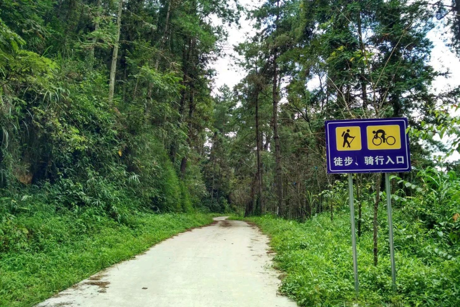 在去景点的路上，一路的风景，一路的稻香味 - 靖西市·靖西网