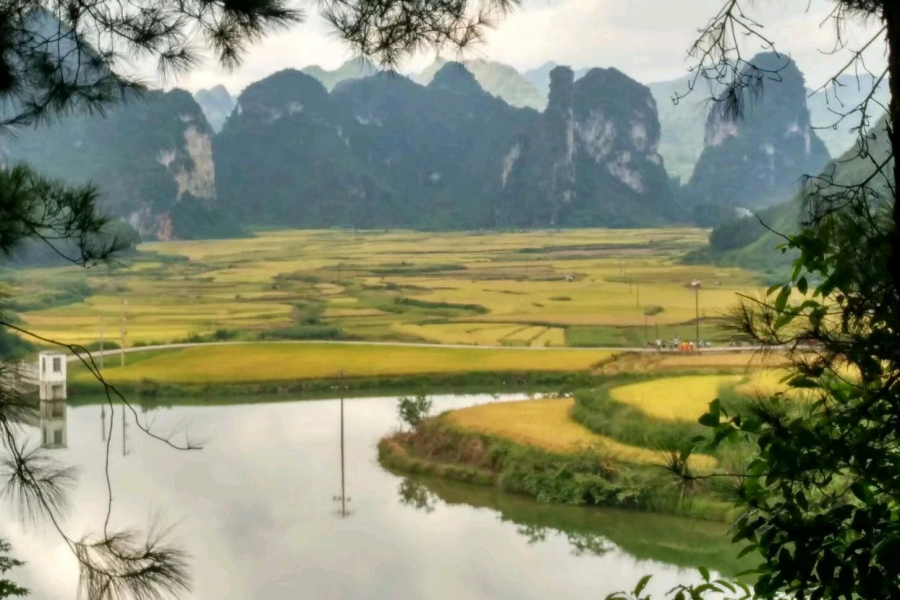 在去景点的路上，一路的风景，一路的稻香味 - 靖西市·靖西网