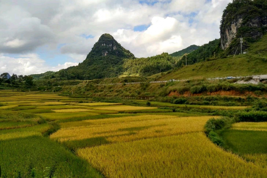 在去景点的路上，一路的风景，一路的稻香味 - 靖西市·靖西网