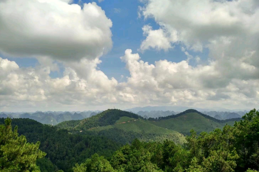 在去景点的路上，一路的风景，一路的稻香味 - 靖西市·靖西网