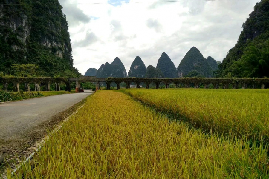 在去景点的路上，一路的风景，一路的稻香味 - 靖西市·靖西网