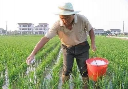 在靖西，种一亩水稻到底能赚多少钱……看完默默收拾行李 - 靖西市·靖西网