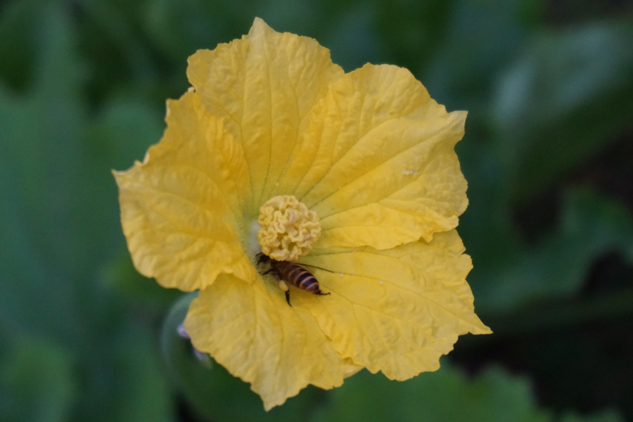 已是秋暮寒霜时，万木凋落我独春。 - 靖西市·靖西网