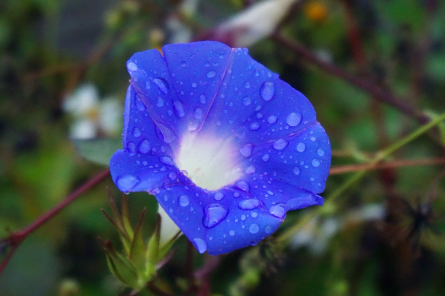 已是秋暮寒霜时，万木凋落我独春。 - 靖西市·靖西网