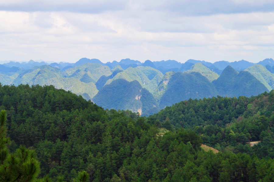 重游五岭林场，呼吸新鲜空气：登高看青山万重，入林听松涛澎湃。 - 靖西市·靖西网