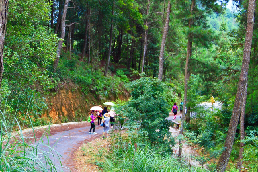 重游五岭林场，呼吸新鲜空气：登高看青山万重，入林听松涛澎湃。 - 靖西市·靖西网