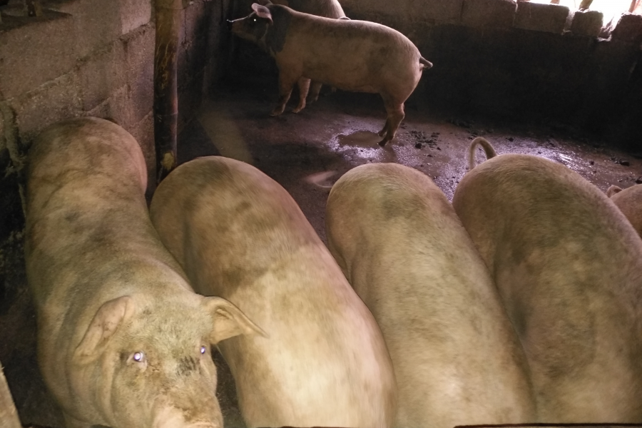 正宗本地农村散养土猪肉 - 靖西市·靖西网