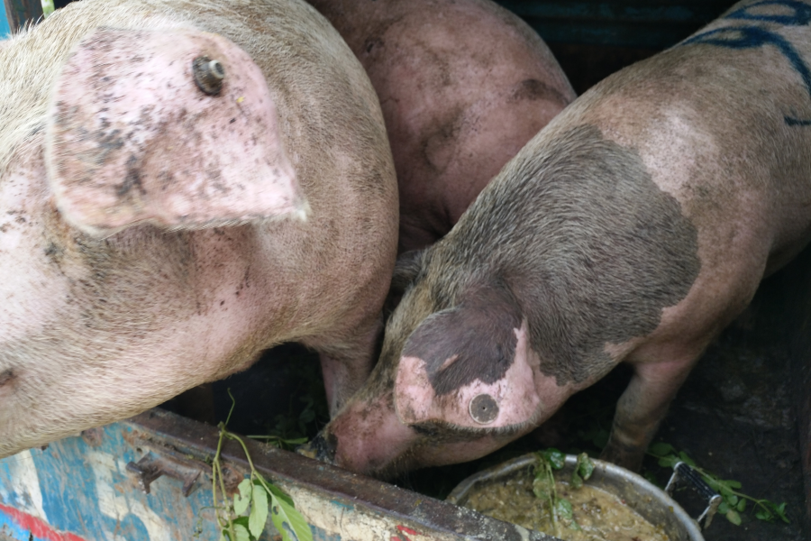 正宗本地农村散养土猪肉 - 靖西市·靖西网
