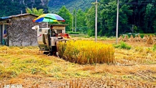 九月霜降秋风凉，新稻皆黄忙归仓。 - 靖西市·靖西网