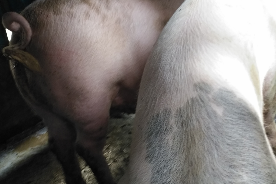 浮桥农家土猪肉专卖 - 靖西市·靖西网