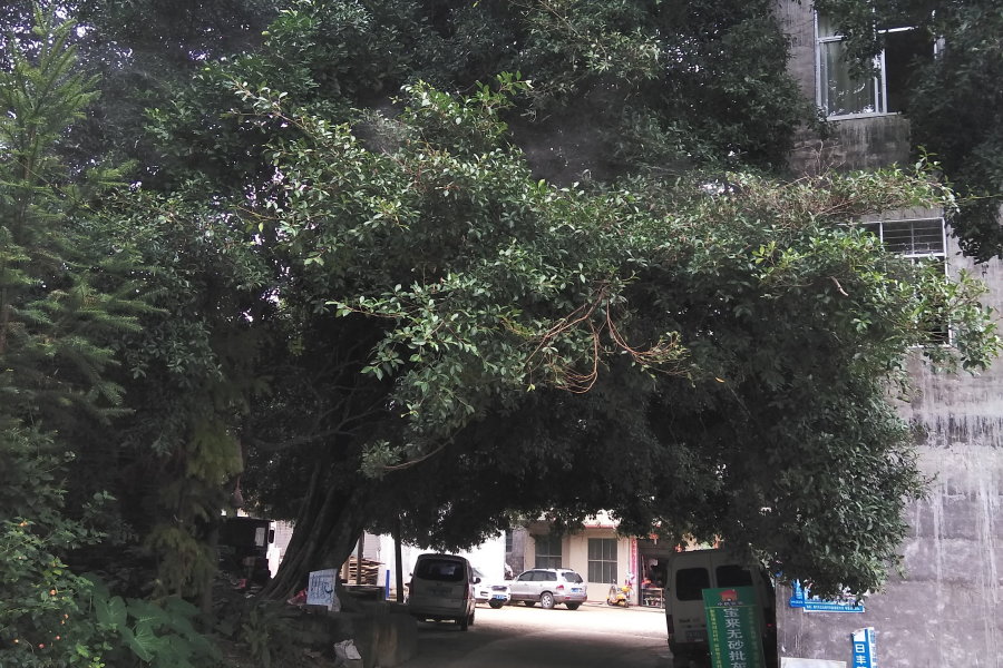 村头小景 - 靖西市·靖西网