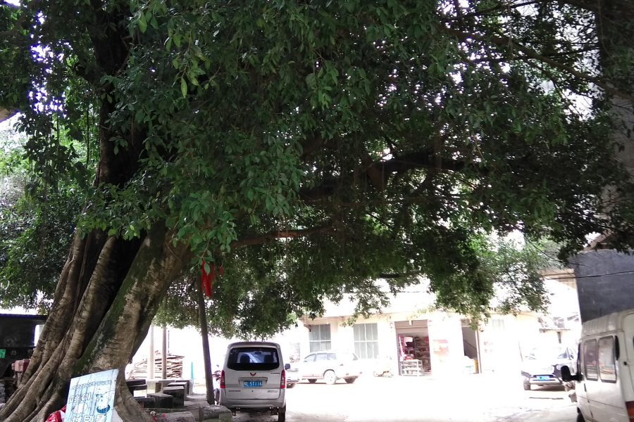 村头小景 - 靖西市·靖西网