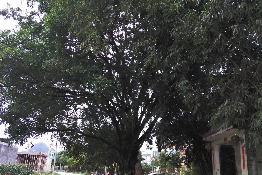 村头小景 - 靖西市·靖西网