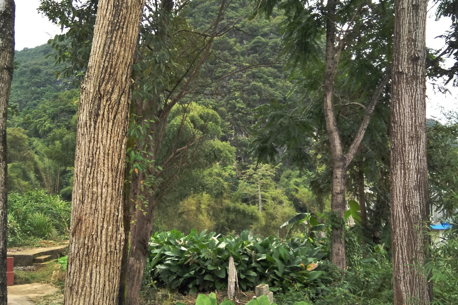 村头小景 - 靖西市·靖西网