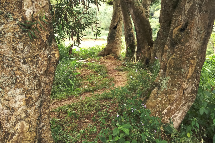 村头小景 - 靖西市·靖西网