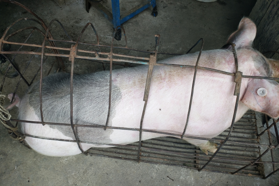 正宗本地农村散养土猪肉 - 靖西市·靖西网