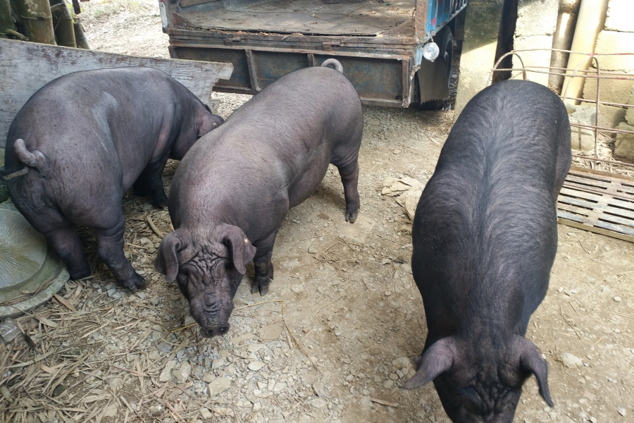 正宗本地农村散养土猪肉 - 靖西市·靖西网