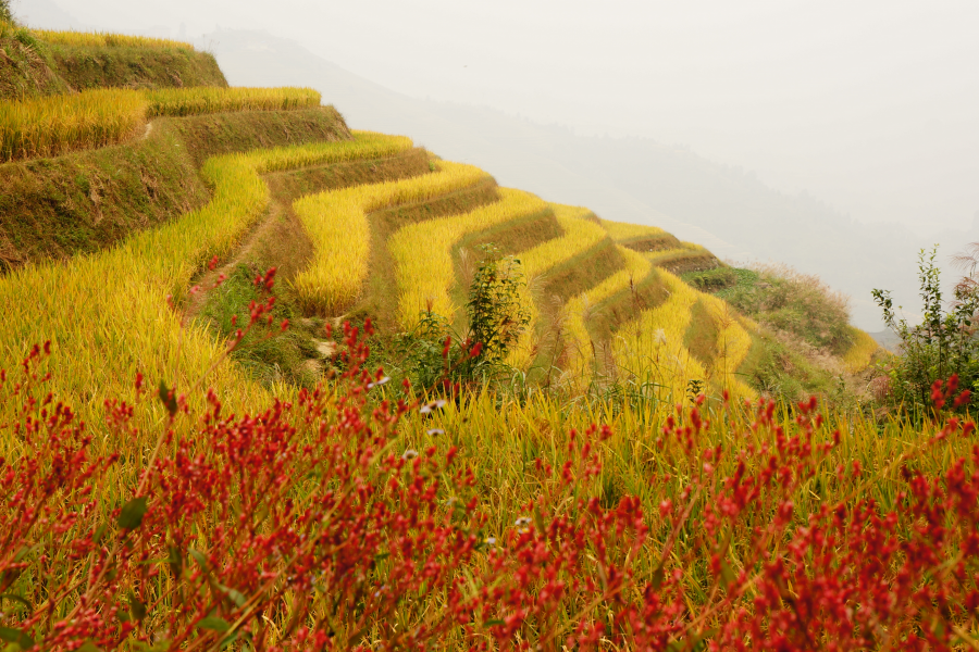 桂林龙脊梯田 - 靖西市·靖西网