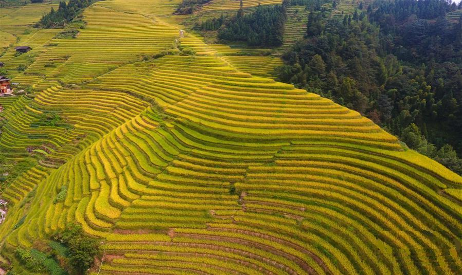 桂林龙脊梯田 - 靖西市·靖西网