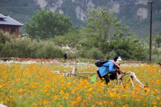 鲜花为何这般多姿多彩？靖西等游客来赏花！ - 靖西市·靖西网