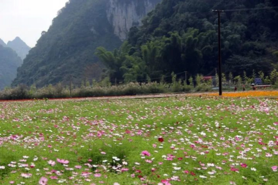 鲜花为何这般多姿多彩？靖西等游客来赏花！ - 靖西市·靖西网