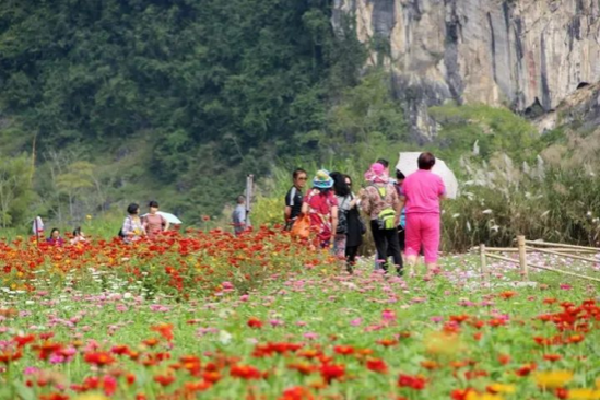 鲜花为何这般多姿多彩？靖西等游客来赏花！ - 靖西市·靖西网