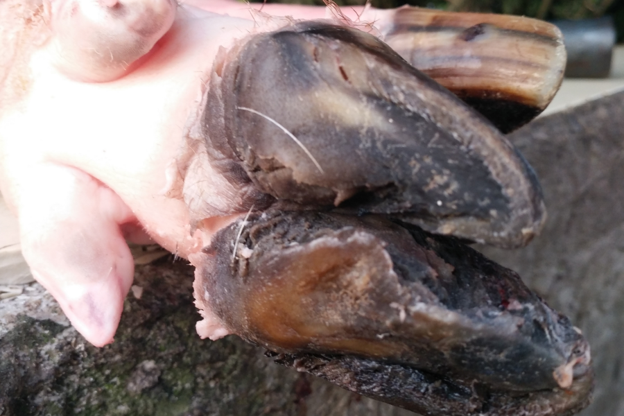 正宗本地农村散养土猪肉 - 靖西市·靖西网