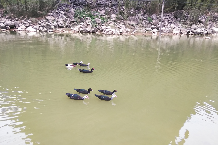 今天立冬暖如春，俺去爬山有收获。 - 靖西市·靖西网