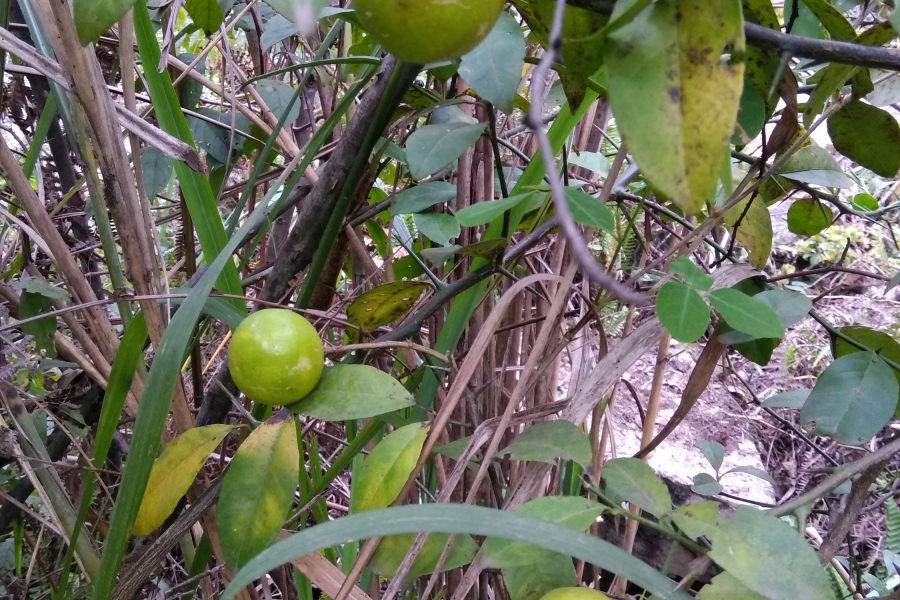 今天立冬暖如春，俺去爬山有收获。 - 靖西市·靖西网