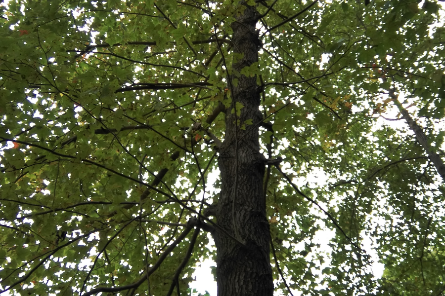 今天立冬暖如春，俺去爬山有收获。 - 靖西市·靖西网