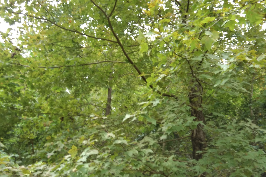 今天立冬暖如春，俺去爬山有收获。 - 靖西市·靖西网