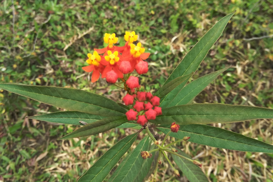 今天立冬暖如春，俺去爬山有收获。 - 靖西市·靖西网