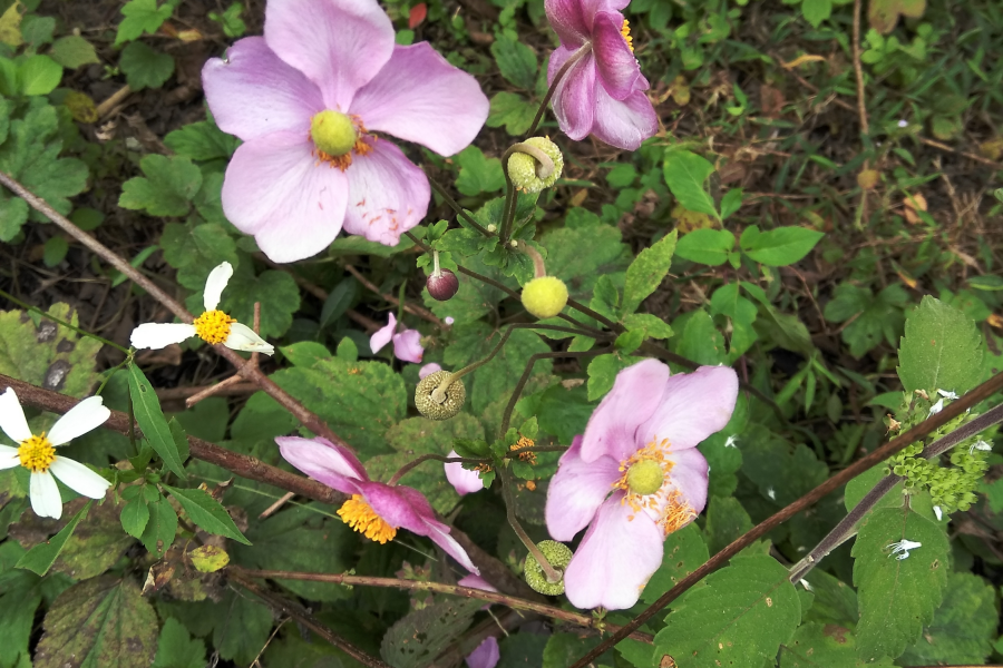 今天立冬暖如春，俺去爬山有收获。 - 靖西市·靖西网