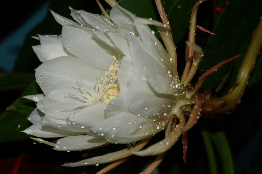 昙花展容如洁玉，夜半留香最冰清。 - 靖西市·靖西网